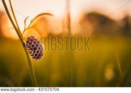 A Nest Of Wild Wasps On A Stalk. Wasp On Nest Close-up. Green Grass In The Meadow On A Summer Day. A