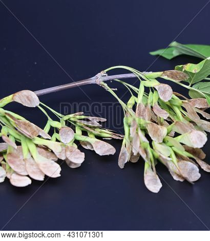 Ash Branch With Unripe Seeds On A Dark Background, Autumn Plant, Background