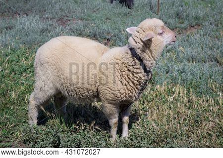 White Sheep Stands At Green Pasture Breeding