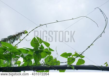 Green Bean Vine Plant That Can Be Used For Agriculture Related Topic Or Nature Theme Background With