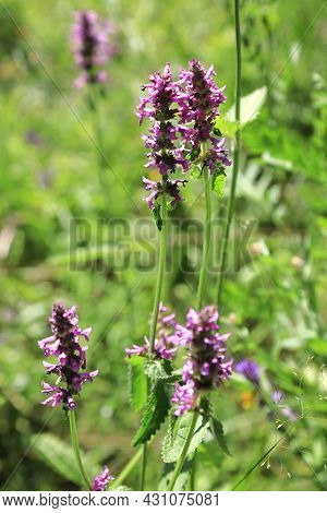 Betonica Officinalis Medicinal Plant And Perennial Herb In A Summer Field