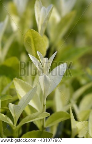 Japanes Spindle Extravaganza - Latin Name - Euonymus Japonicus Extravaganza