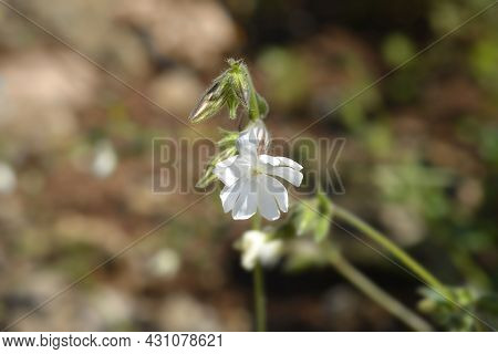 Unusual Campion - Latin Name - Silene Paradoxa