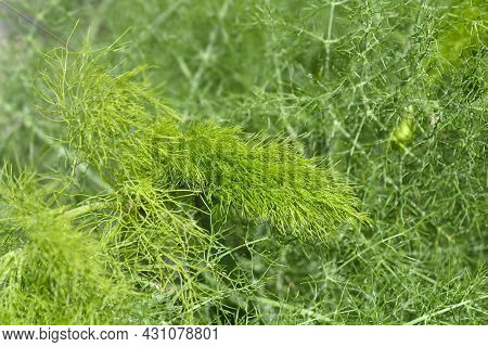 Common Fennel Leaves - Latin Name - Foeniculum Vulgare
