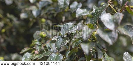 Wild Pear With Infected Leaves. Disease On The Leaves Of A Pear. Septoria Pear - Small Gray Spots Wi