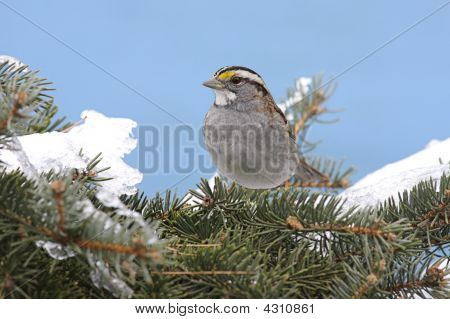 Uccello della neve