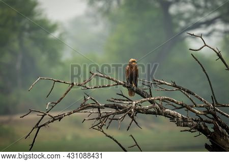 Eurasian Marsh Harrier Or Circus Spilonotus Portrait Or Closeup Perched On Dead Tree Trunk With Natu