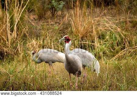 Sarus Crane Or Grus Antigone At Keoladeo National Park Or Bharatpur Bird Sanctuary Rajasthan India