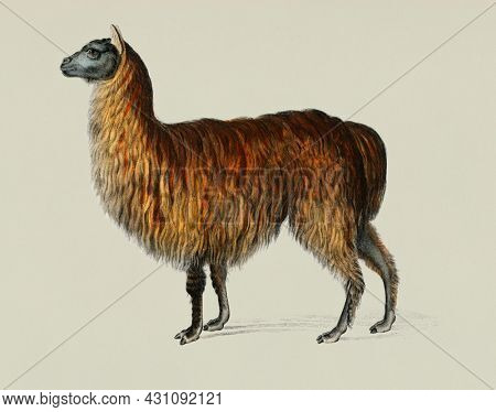 Vintage Illustration of Alpaca animal