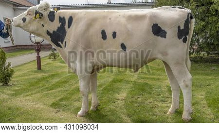 Bull-producer In The Show Rack. Images For The Agricultural Catalog. Production Of Sperm For Insemin