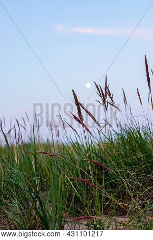Nordic White Summer Night With Reeds And Full Moon. Vertical Photo Of Dark Green Grass And Blue Sky 