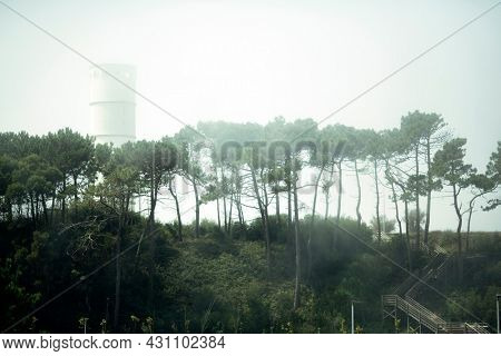 Biological Park of S.Paio in the fog, in Vila Nova de Gaia, Porto, Portugal.