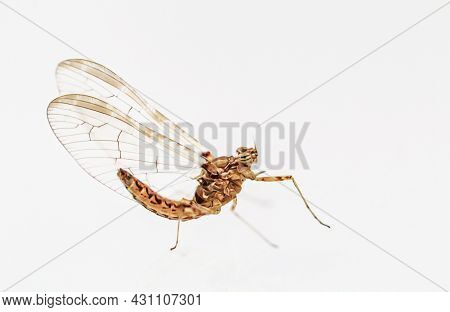 A Close Up Of A Mayfly, Ephemeroptera.