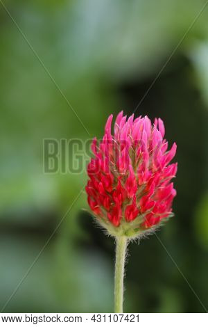 The Beautiful Red Flower Of The Blood Clover, Trifolium Incarnatum.