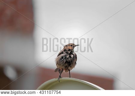 Little Bird Sitting On The Frence, Nature Background
