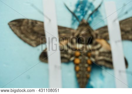 Blurred Pinned Tomato Hornworm Moth With Wings Spread On A Foam Board