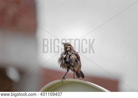 Little Bird Sitting On The Frence, Nature Background
