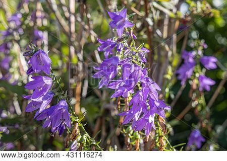 The Purple Bellflowers Or Nettle Leaved Campanula Trachelium Are On A Beautiful Colored Blurred Gree