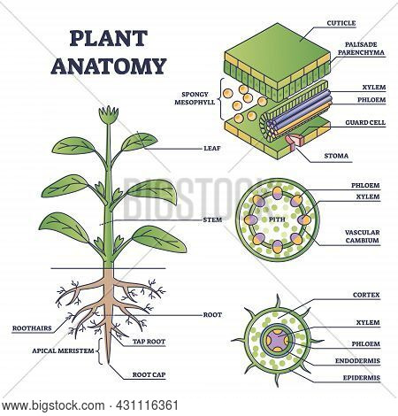 Plant Anatomy With Structure And Internal Side View Parts Outline Diagram. Educational Labeled Botan