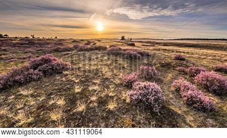 Soothing Landscape Scenery Of Heathland In National Park Hoge Veluwe, Gelderland Province, The Nethe