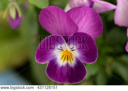 Ruggell, Liechtenstein, April 28, 2021 Macro Of A Colorful Lila Flower