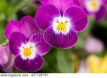 Ruggell, Liechtenstein, April 28, 2021 Macro Of A Colorful Lila Flower
