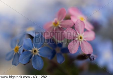 Ruggell, Liechtenstein, April 28, 2021 Macro Of A Colorful Lila And Pink Flower