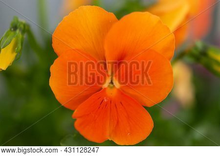 Ruggell, Liechtenstein, April 28, 2021 Macro Of A Colorful Orange Flower