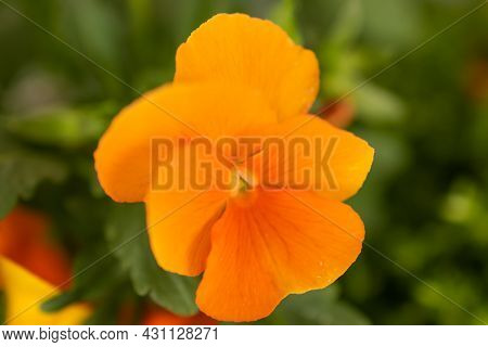 Ruggell, Liechtenstein, April 28, 2021 Macro Of A Colorful Orange Flower