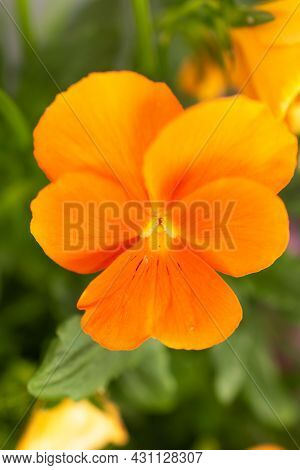 Ruggell, Liechtenstein, April 28, 2021 Macro Of A Colorful Orange Flower