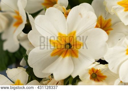 Ruggell, Liechtenstein, April 28, 2021 Macro Of A Colorful White Flower