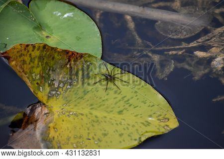 Six Spotted Fishing Spider Aka Dolomedes Triton