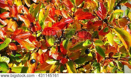 Autumn Leaf Color Background. Shrub Of Cotoneaster Lucidus, Shiny Or Hedge Cotoneaster Branches. Bri