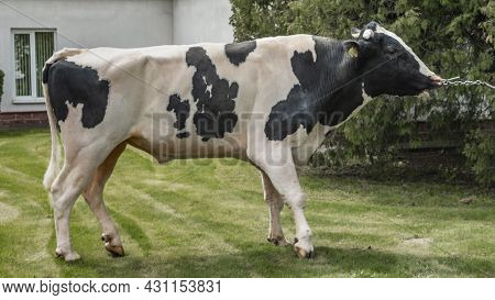 Bull-producer In The Show Rack. Images For The Agricultural Catalog. Production Of Sperm For Insemin
