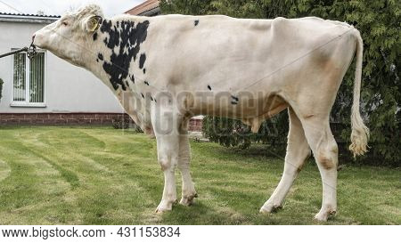 Bull-producer In The Show Rack. Images For The Agricultural Catalog. Production Of Sperm For Insemin