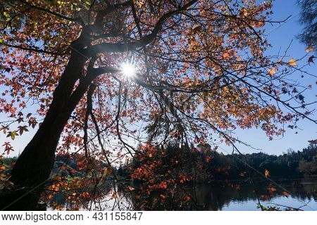 Fall Landscape And Lake Back Lit By Late Afternoon Sun At Mclaren Falls Lake, Tauranga New Zealand.