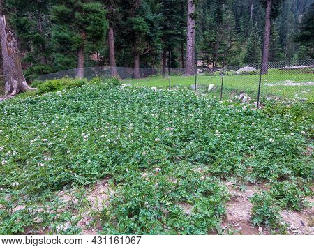 Potato Crop Fields In Bluewater Kalam Swat