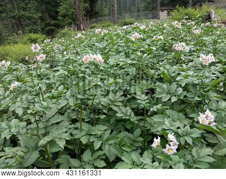 Potato Plants Flowers In The Field Closeup View