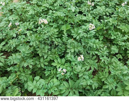 Potato Plants Growing Healthy In The Fields