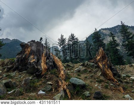 Stump Of Tree After Cutting Forest And Deforestation