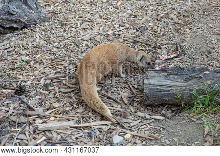 Yellow mongoose Cynictis penicillata eat the booty