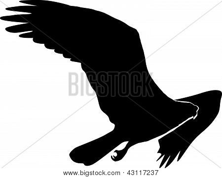 Osprey