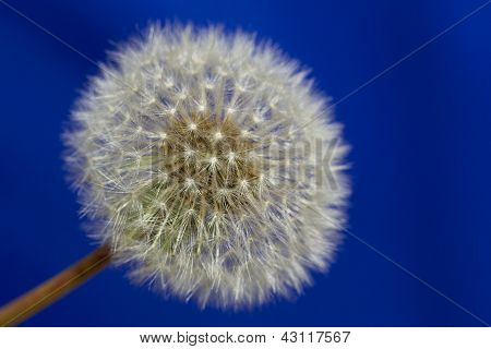 민들레 Florets