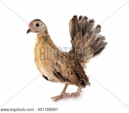 Ayam Serama In Front Of White Background