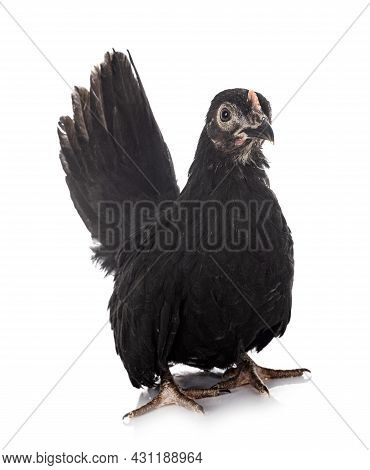 Ayam Serama In Front Of White Background