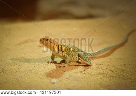 Monitor Lizard On Backyard Of Rustic Village. South Asia Fauna Near Human Settlement. Dangerous Wild