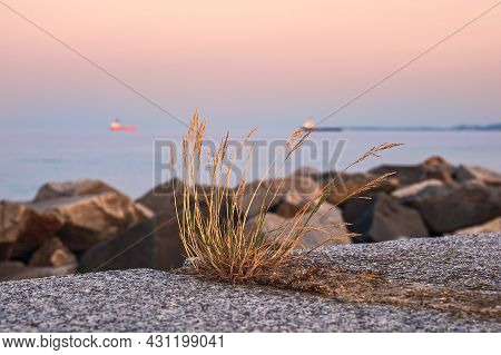 Hassock On The Mole In Sassnitz, Germany.