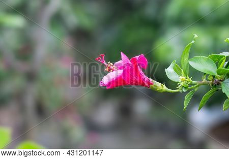 Indian Joba Or Hibiscus Rosa Sinensis Flower In The Garden Close Up With Soft Bokeh Background