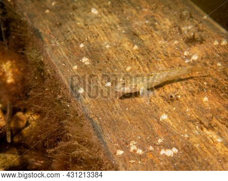 Crystallogobius Linearis, The Crystal Goby. Picture From The Sound, Malmo Sweden