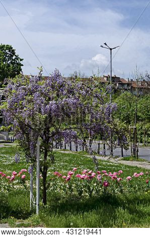 Cozy Place For Spring Relaxation Under The Loose Shade Of The Full Flowered Purple Wisteria With Blo